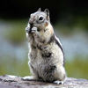 Animal Memory Match Game